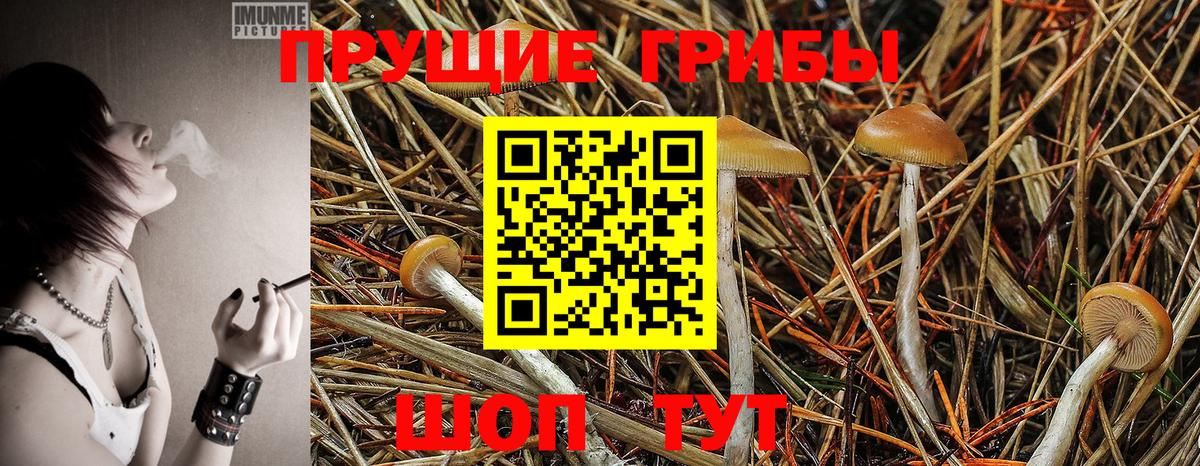 Галлюциногенные грибы MAGIC MUSHROOMS  Вход с VPN  Сорочинск 